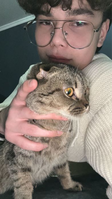 Отдам кошек только в хорошие руки