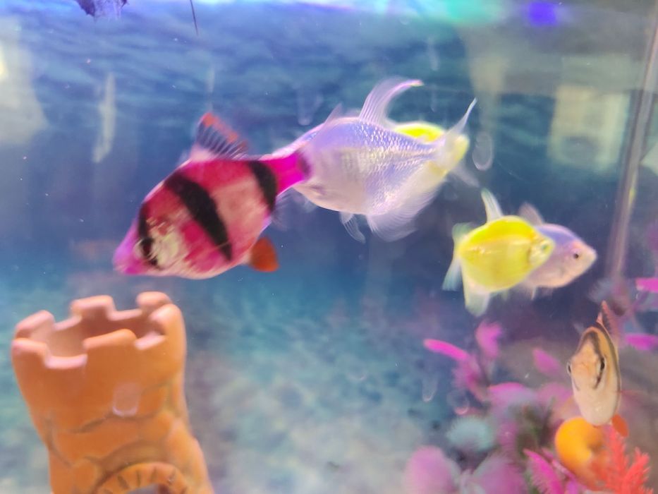 Аквариум с рыбками