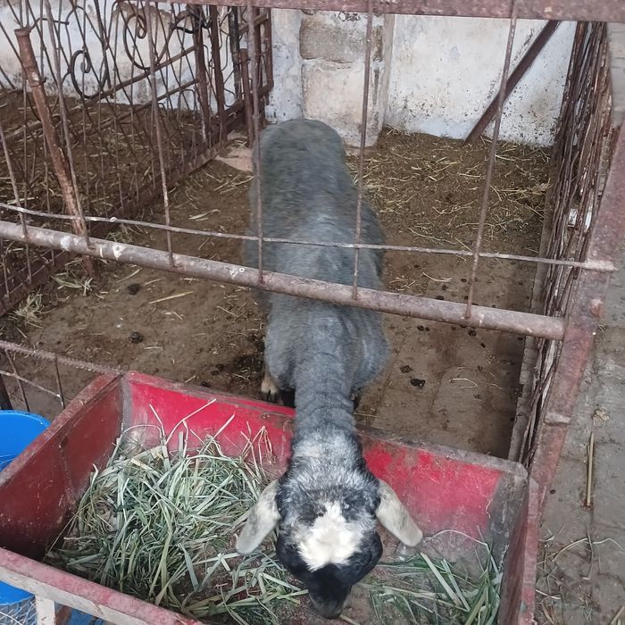 Кучкорлар  сотилади.