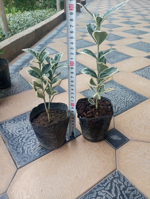 Шамшодь кочатлари бересклет, ейономус