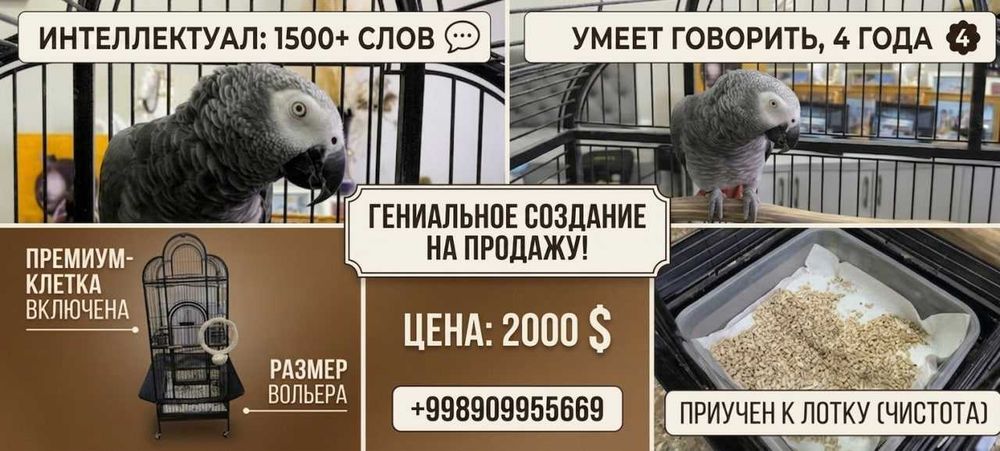 продается попугай жако