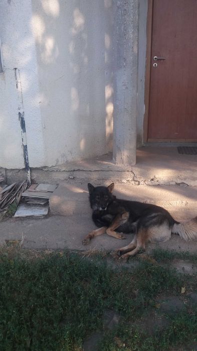 Ofer gratuit căței