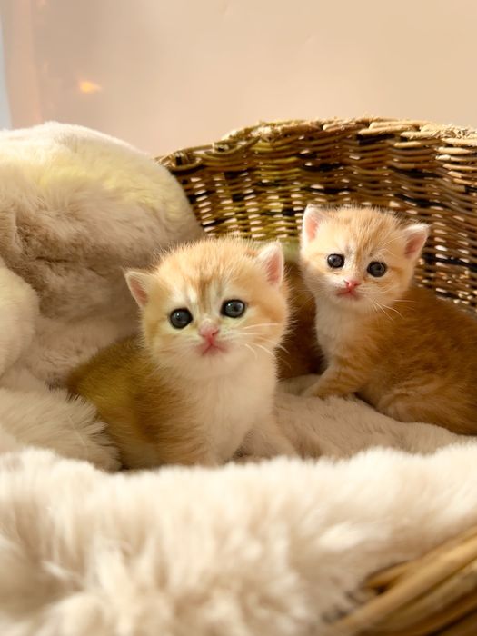 Котята британские золотые шиншиллы