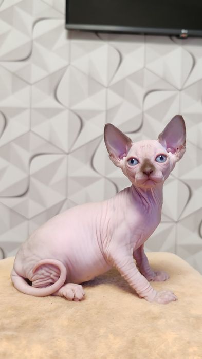 Котята из профессионального питомника