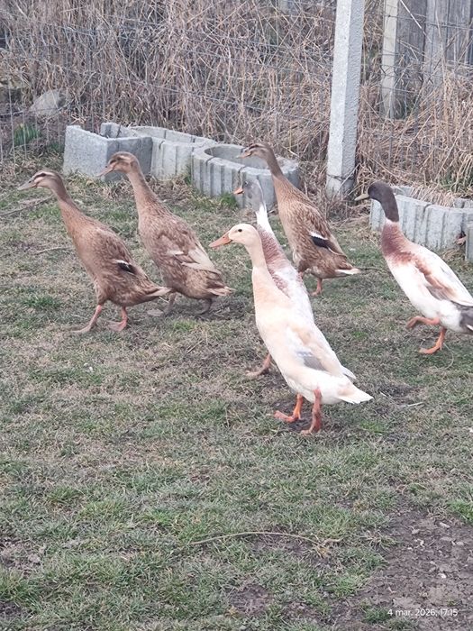 oua pentru incubat rate indiene pentru melci