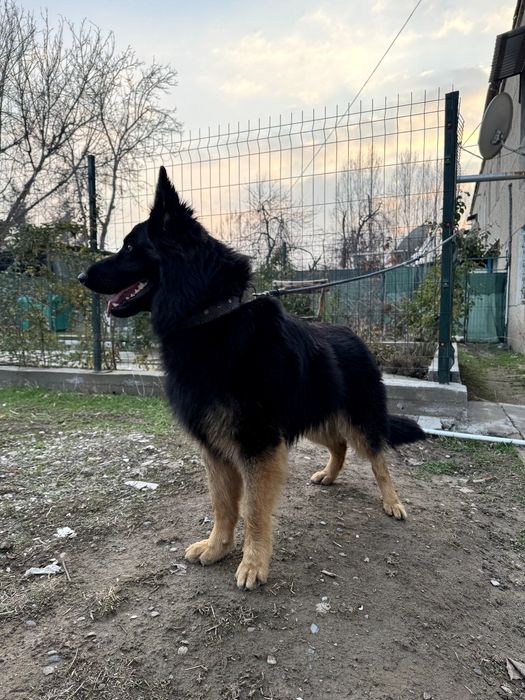 Немецкая овчарка