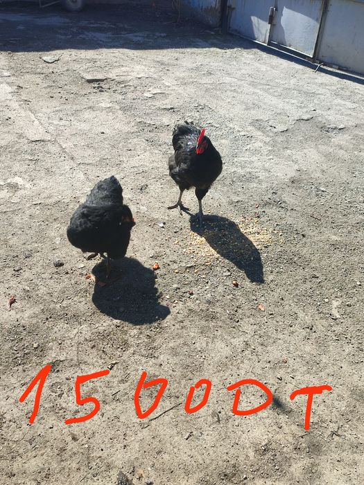 Даканы 3кур 1 петух