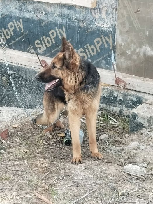 Продам овчарку ..