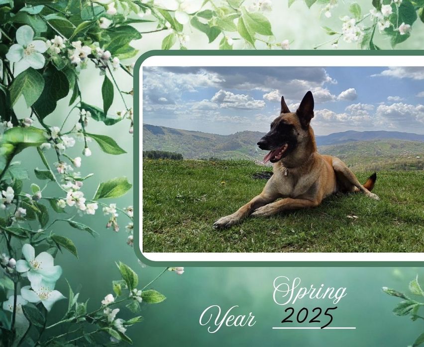 Album animalute "Paws and Memories"