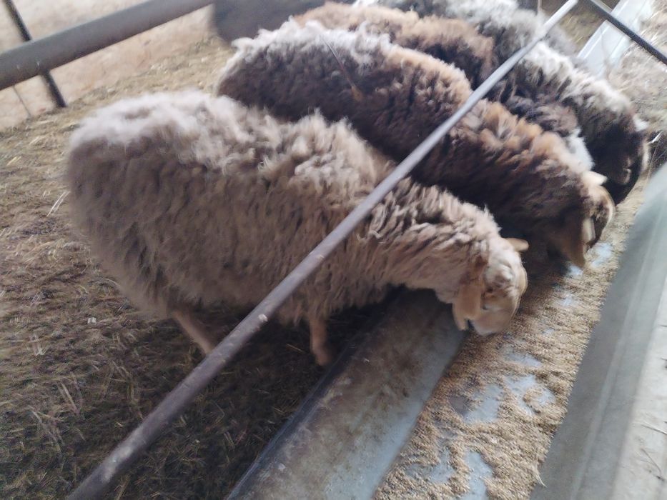 Продам ярок жирные котные вымя набрали уже покрыты