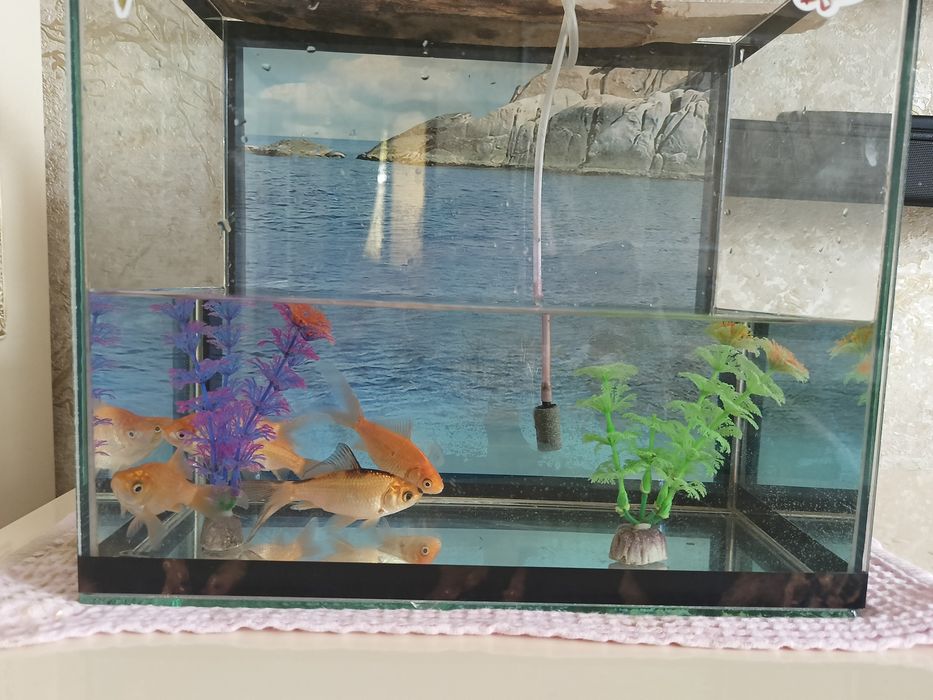 Продам аквариум с рыбками