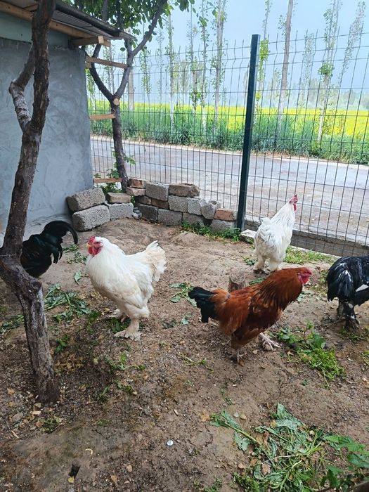 Brama xurozla sotiladi