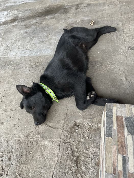 Лабрадор 6 месяцев