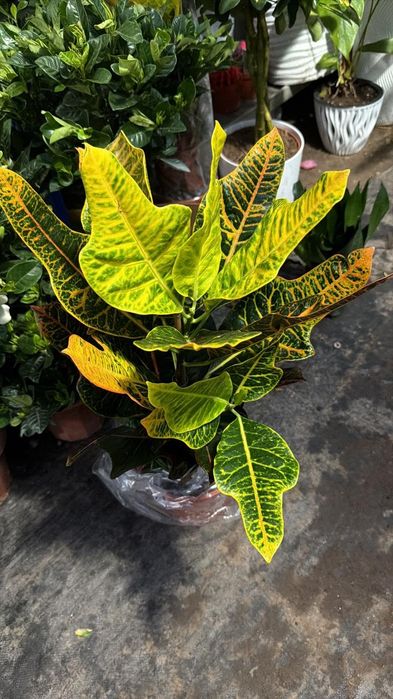 Комнаты цветы от 3500