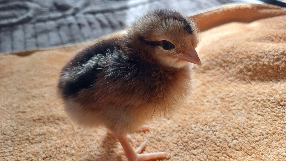 Продам цыплят несушки