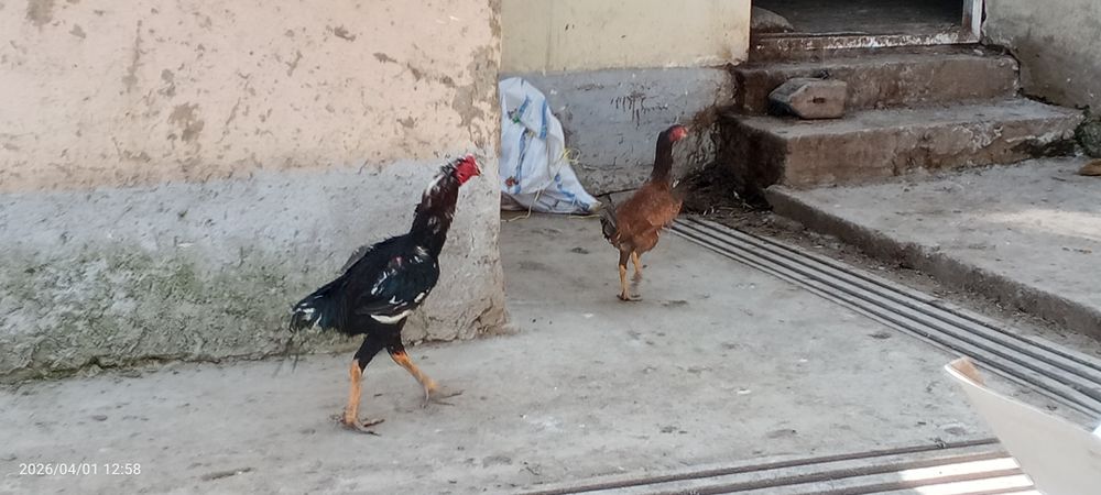 Bir juft dakan sotiladi