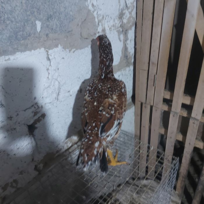 Джужа майски несутся