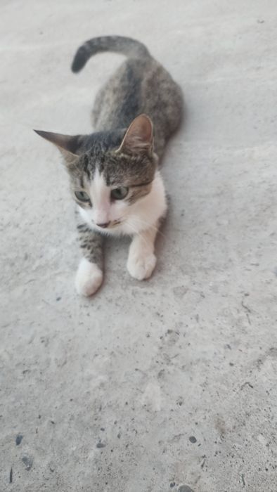 mushuk tekin beriladi