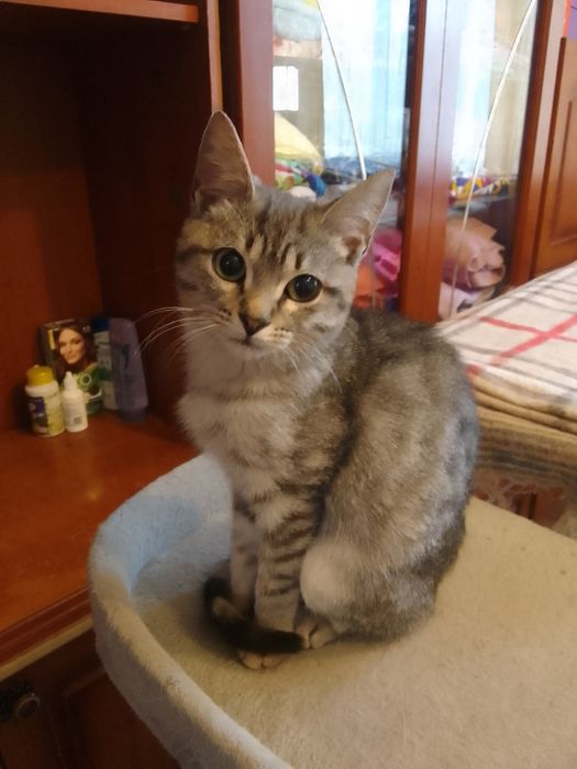 Котёнок  в добрые руки