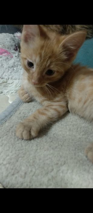 Животные котенок