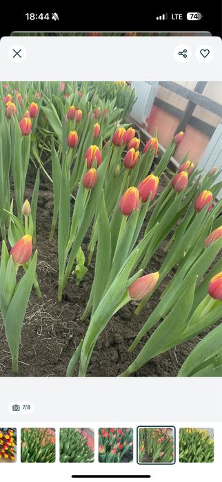 Голландские Тюльпаны оптом