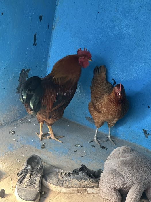 Тауық қораз пара