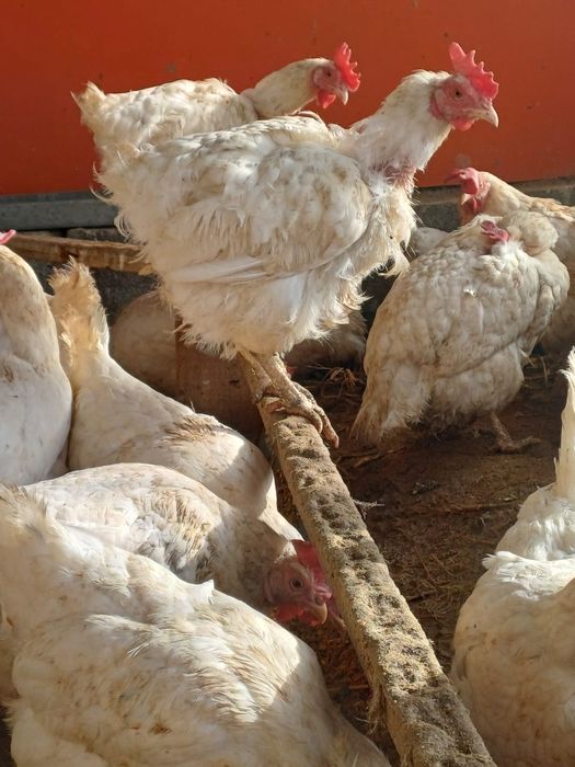 Тауктар сатылады