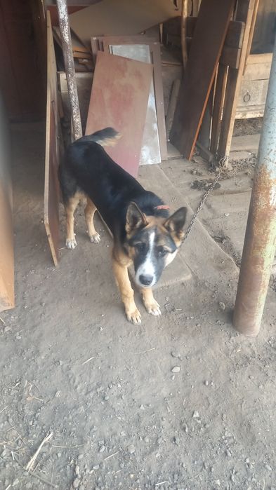 Продам сабак овчарка