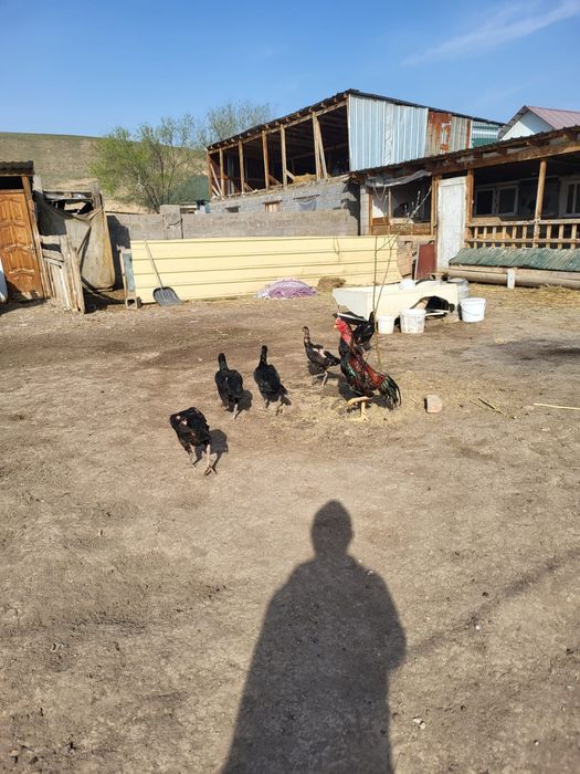 Сатамын дакан жумыртка 1000