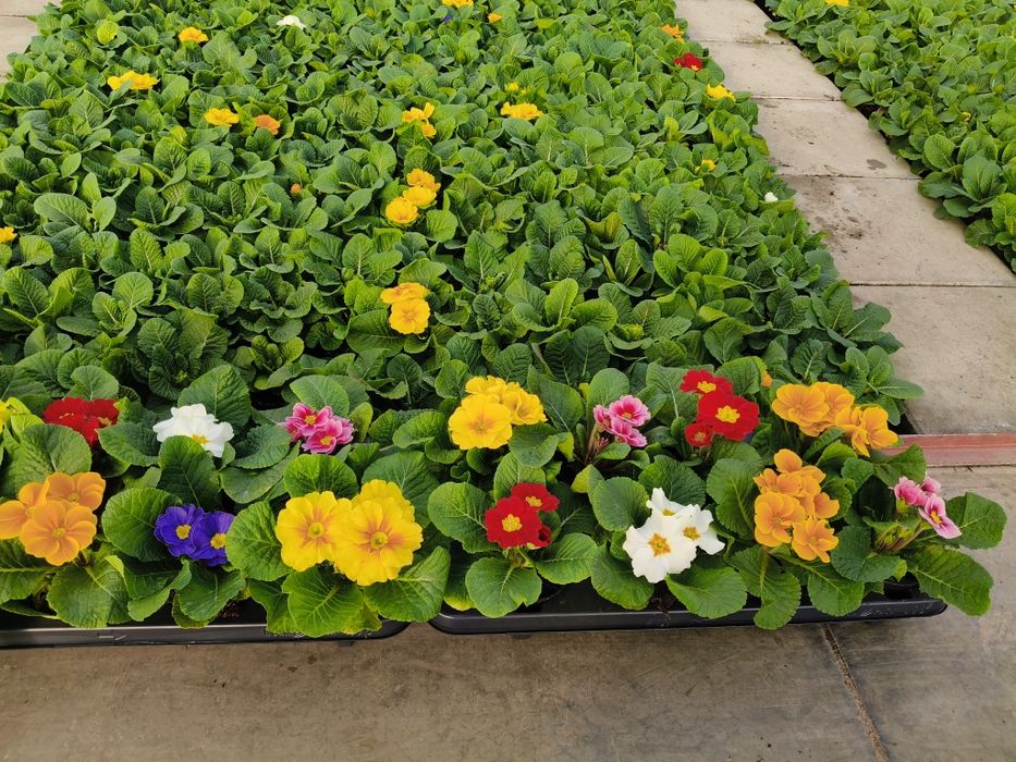 Cyclamen de vânzare