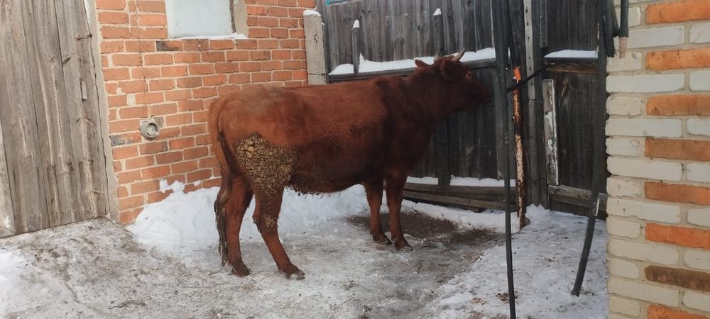 Продам карова сс