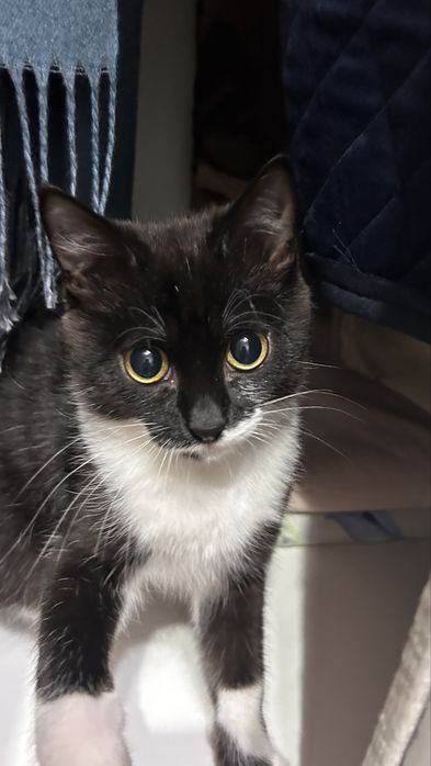 котик,10месяцев.