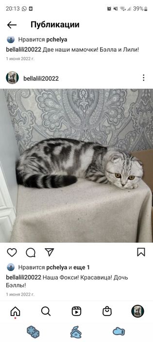 Шотландские вислоухие