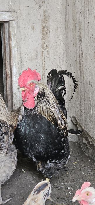 әтештер сатылады