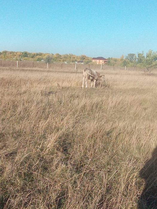 Продам корову в меновном