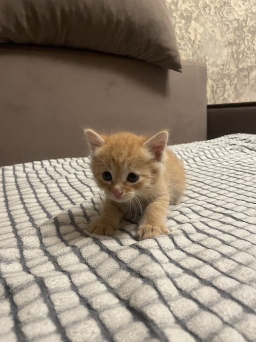 Котенок ищет дом