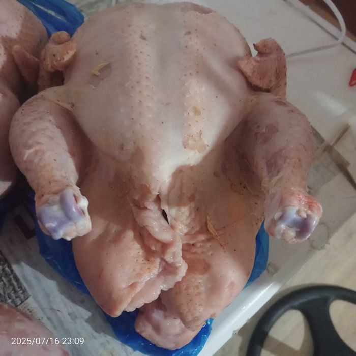 Продам бролеры домашние