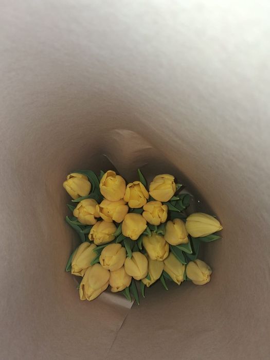 Тюльпаны высшего качество из Голандии