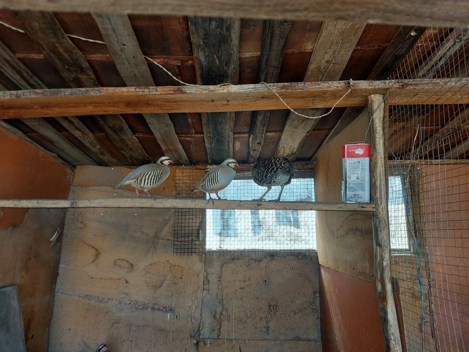 Горные куропатки кеклик самцы и самки