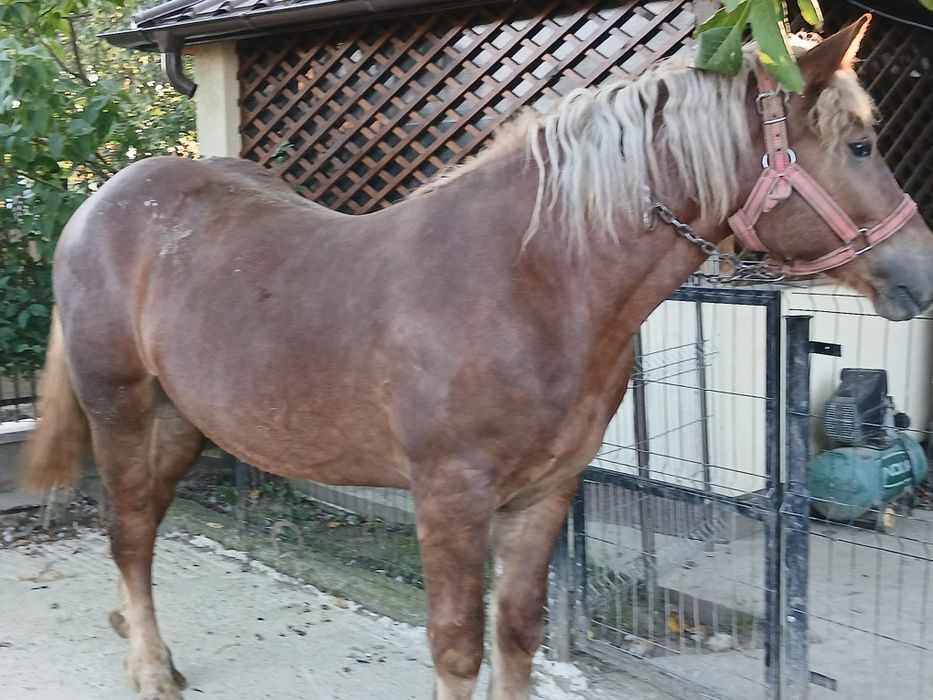 Mânză de vânzare