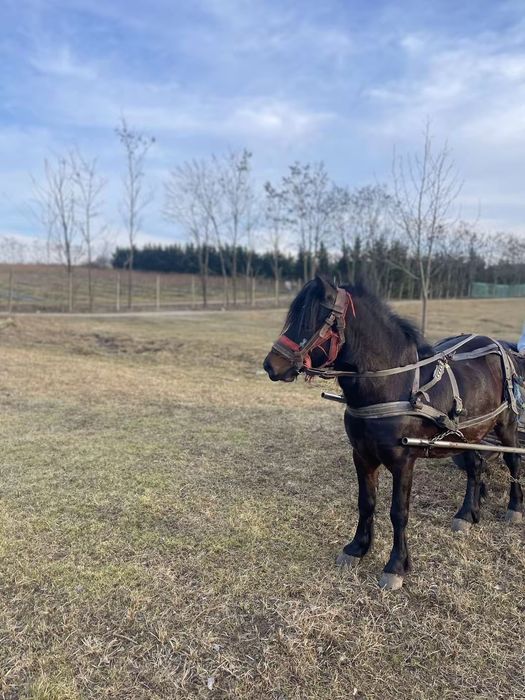 De vînzare harmasar de 5 ani