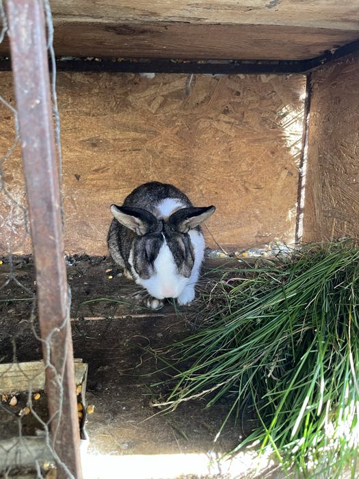 Iepure rex pitic mascul