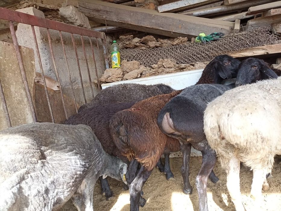 Қой сатылады саулық тусақтар