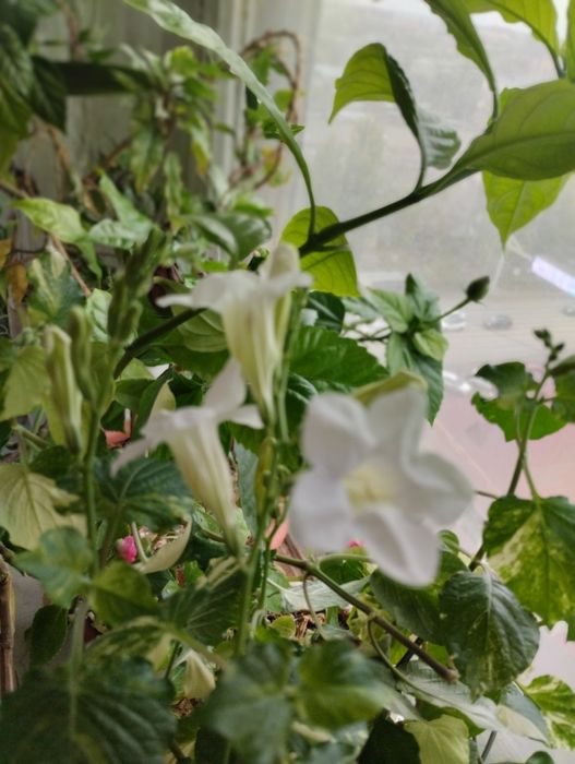 Комнатные растения