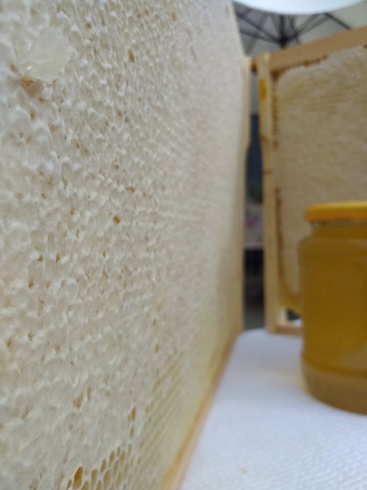 Miere de salcam 40, poliflora 30 si rapita 30 productie propie