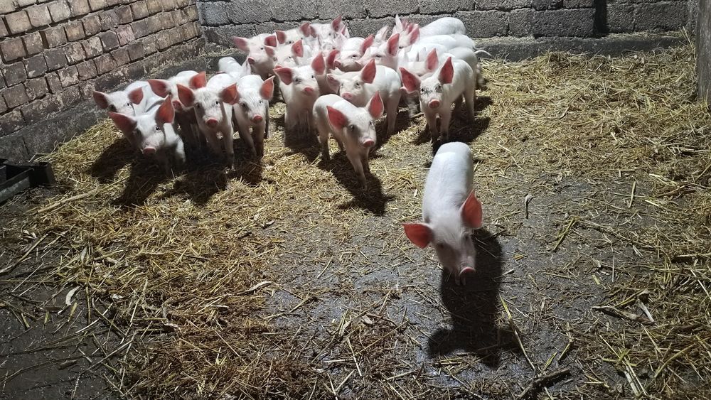 Продается поросята