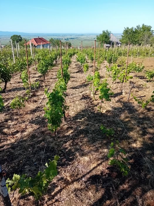 Vând  casâ de vacanta cu vie