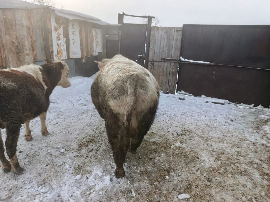 Бык Москалевский 2.5 года