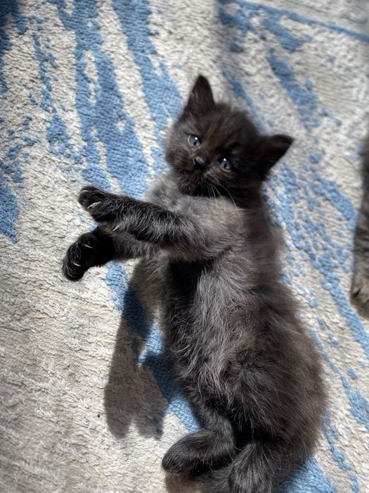 Отдам котёнка в добрые руки