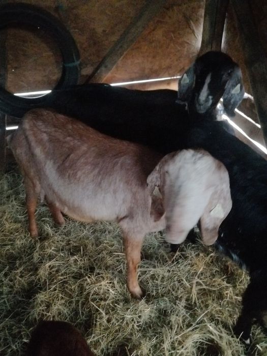 Iezi masculi anglonubian